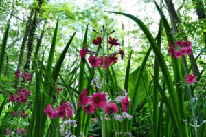Fairhaven, Woodland and Water Garden South Walsham 
