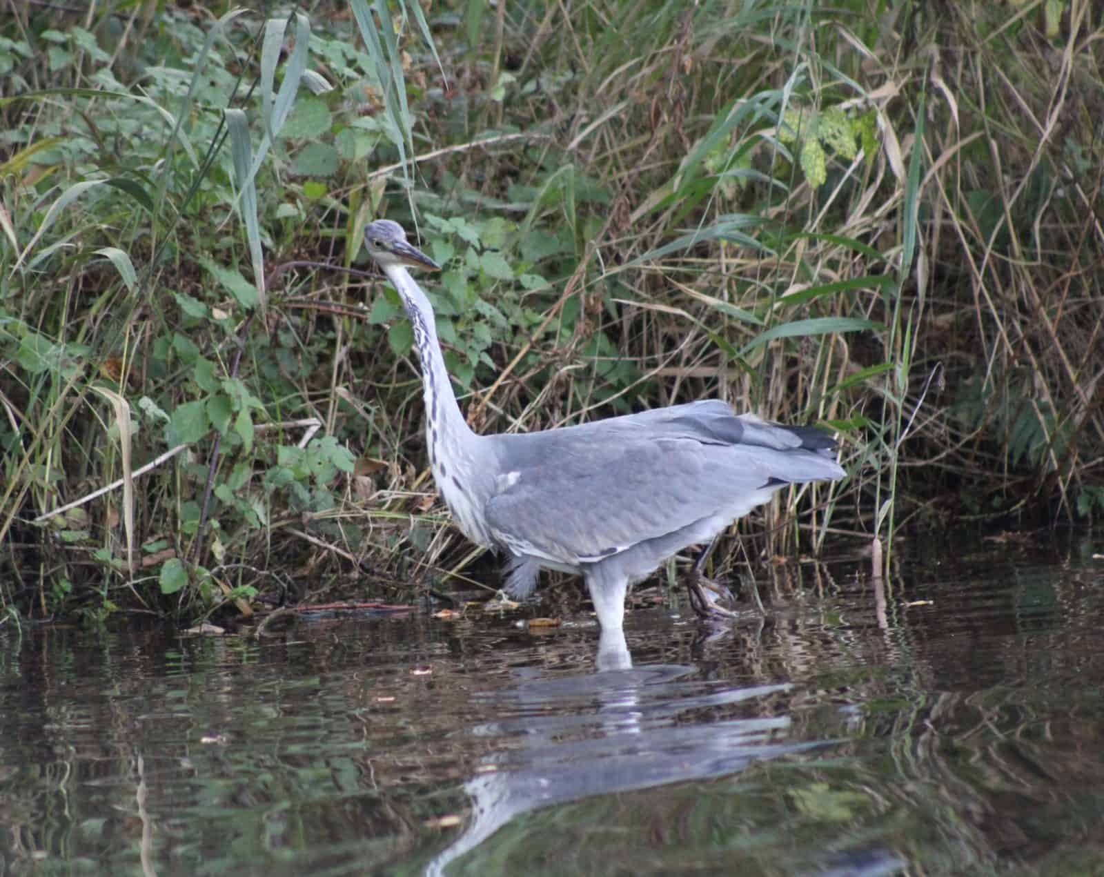 Norfolk Broads